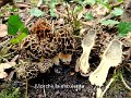 Morchella esculenta-amf1295-2